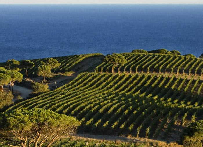 Vines on Elba